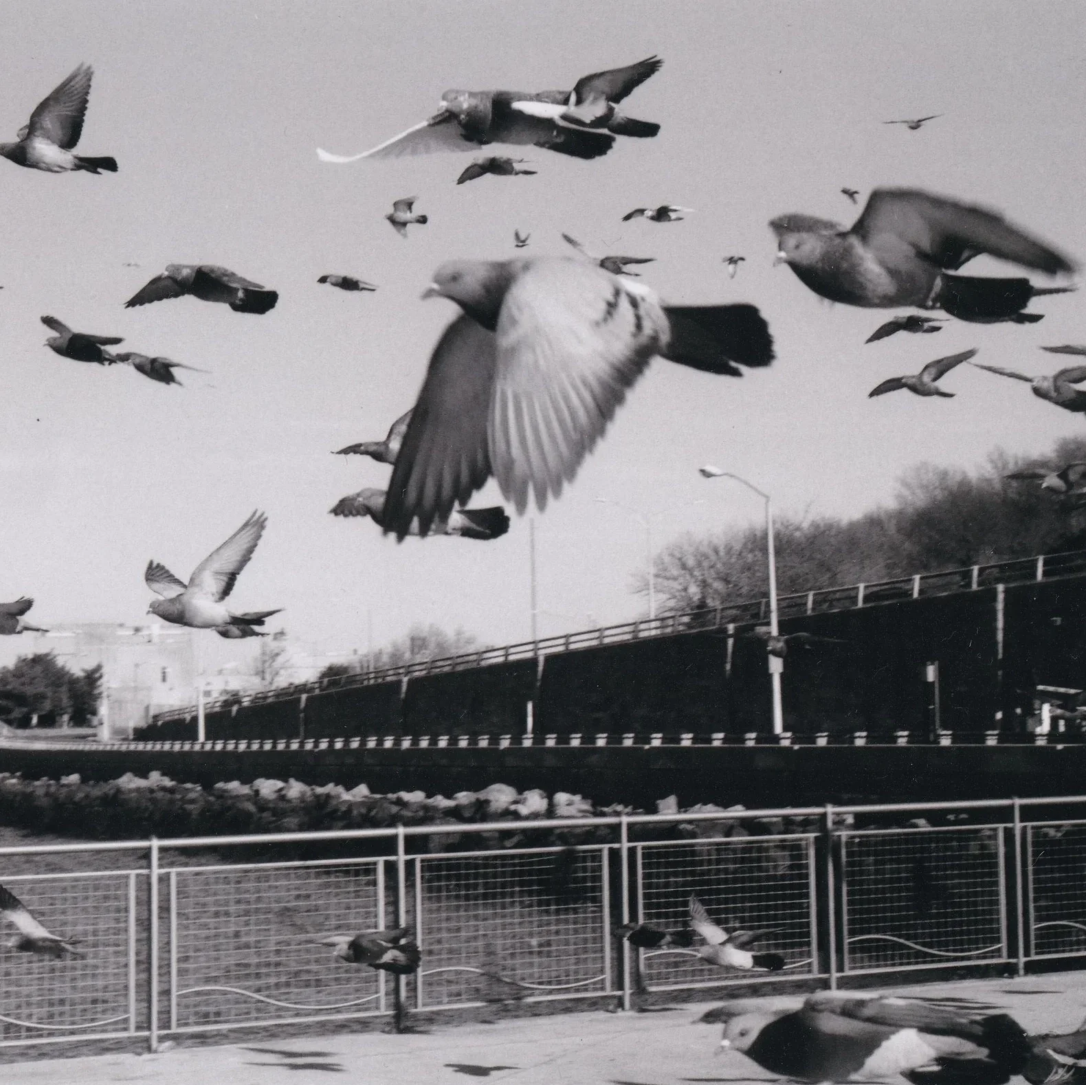 Pigeon Photography
