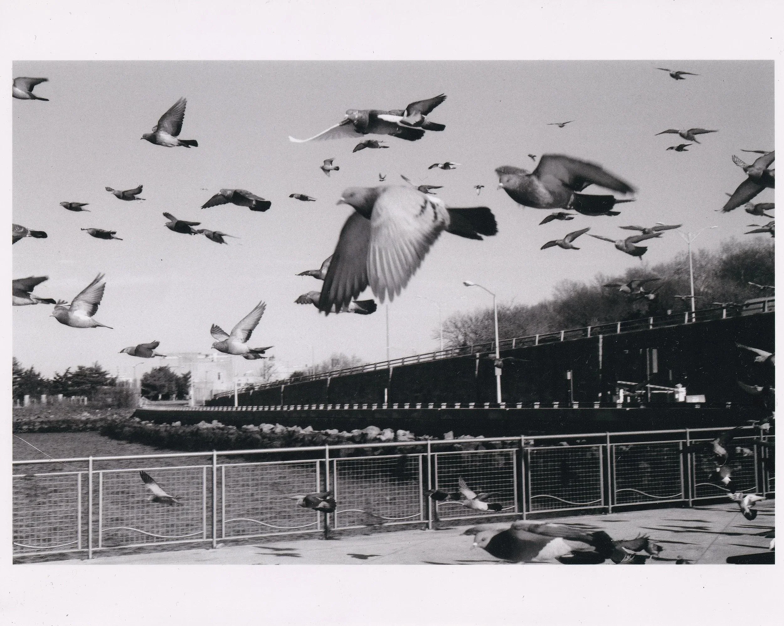 Pigeon Photography