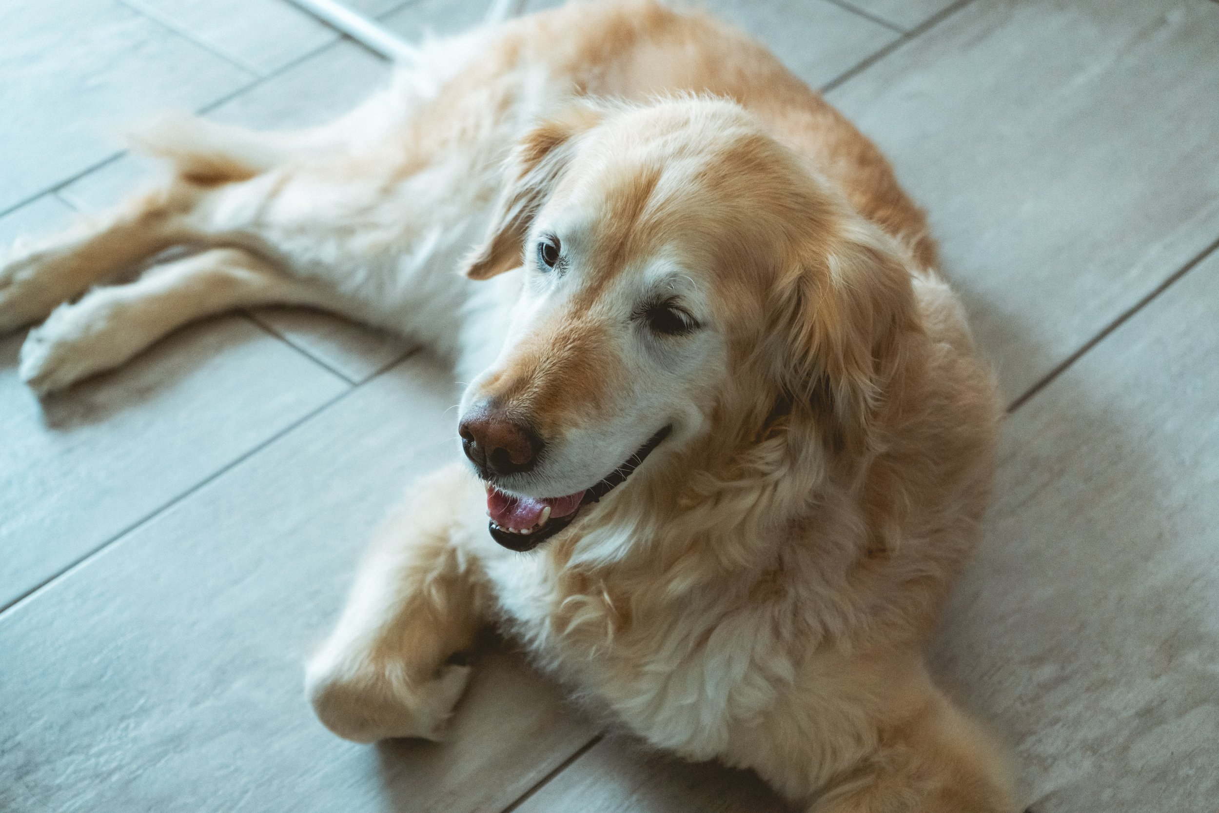 A golden retriever lying on a tiled floor, looking happy with its tongue out.