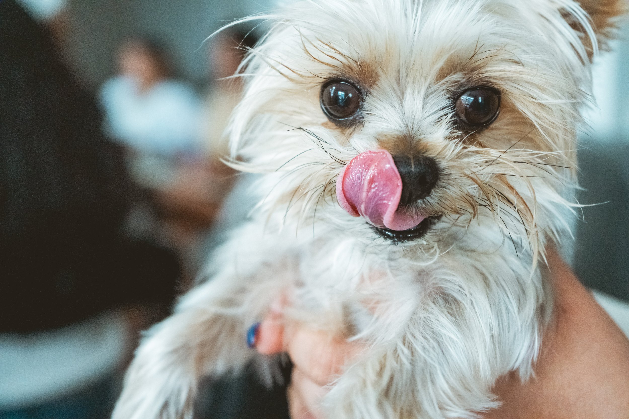 Close-up of a small dog with white fur and a pink tongue out, held by a person.