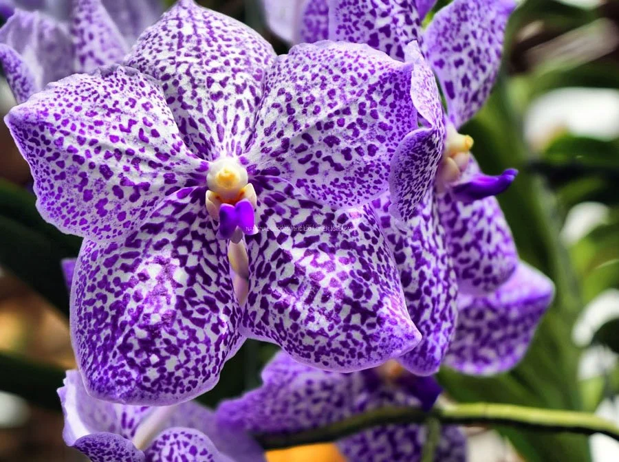 NATIONAL GEOGRAPHIC EXPLORER JSIRAKAS PHOTOGRAPHER tm (586).jpg