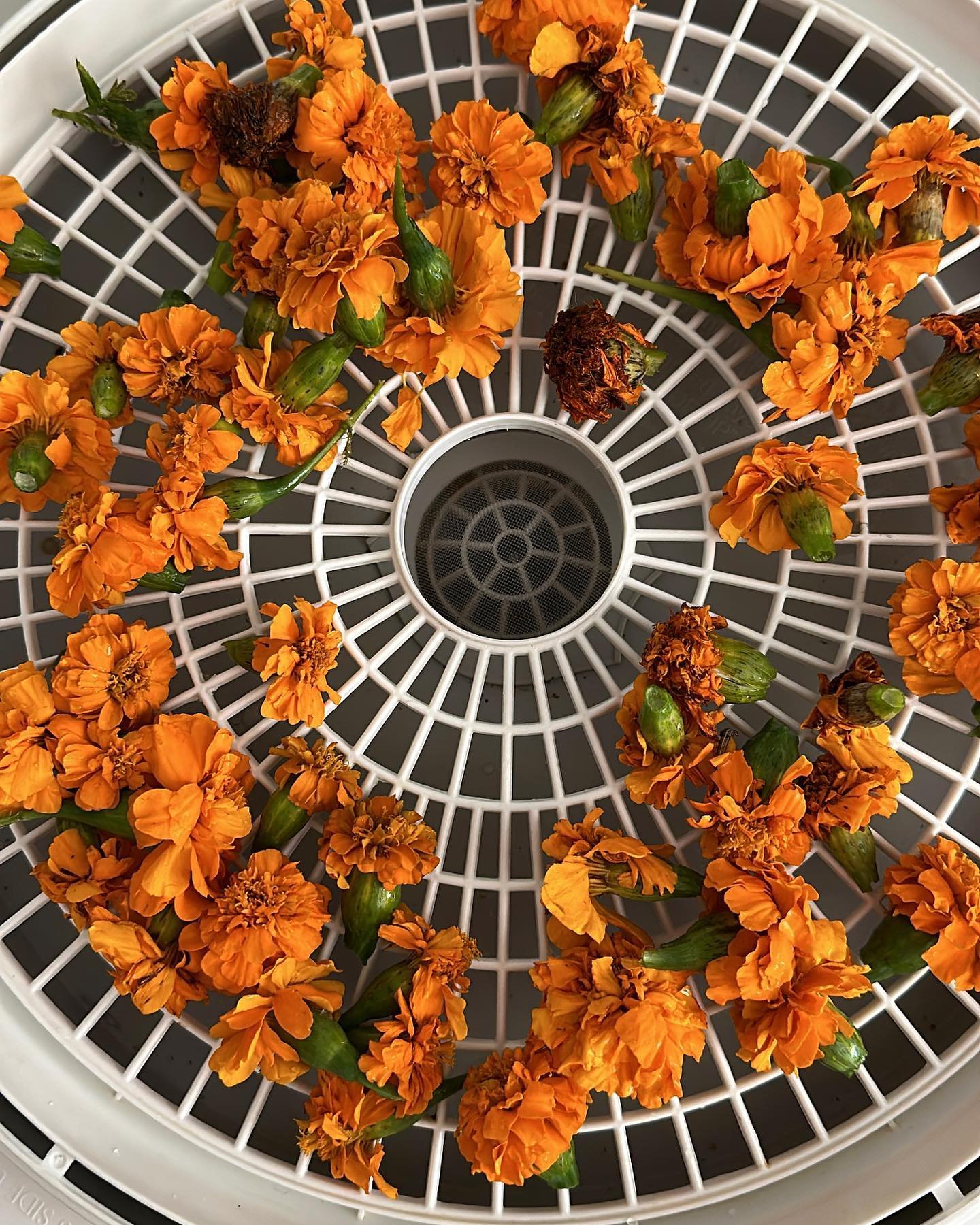 Trying a new thing &amp; dehydrating some Marigolds for tea! Supposed to be packed full of health benefits! 🌸