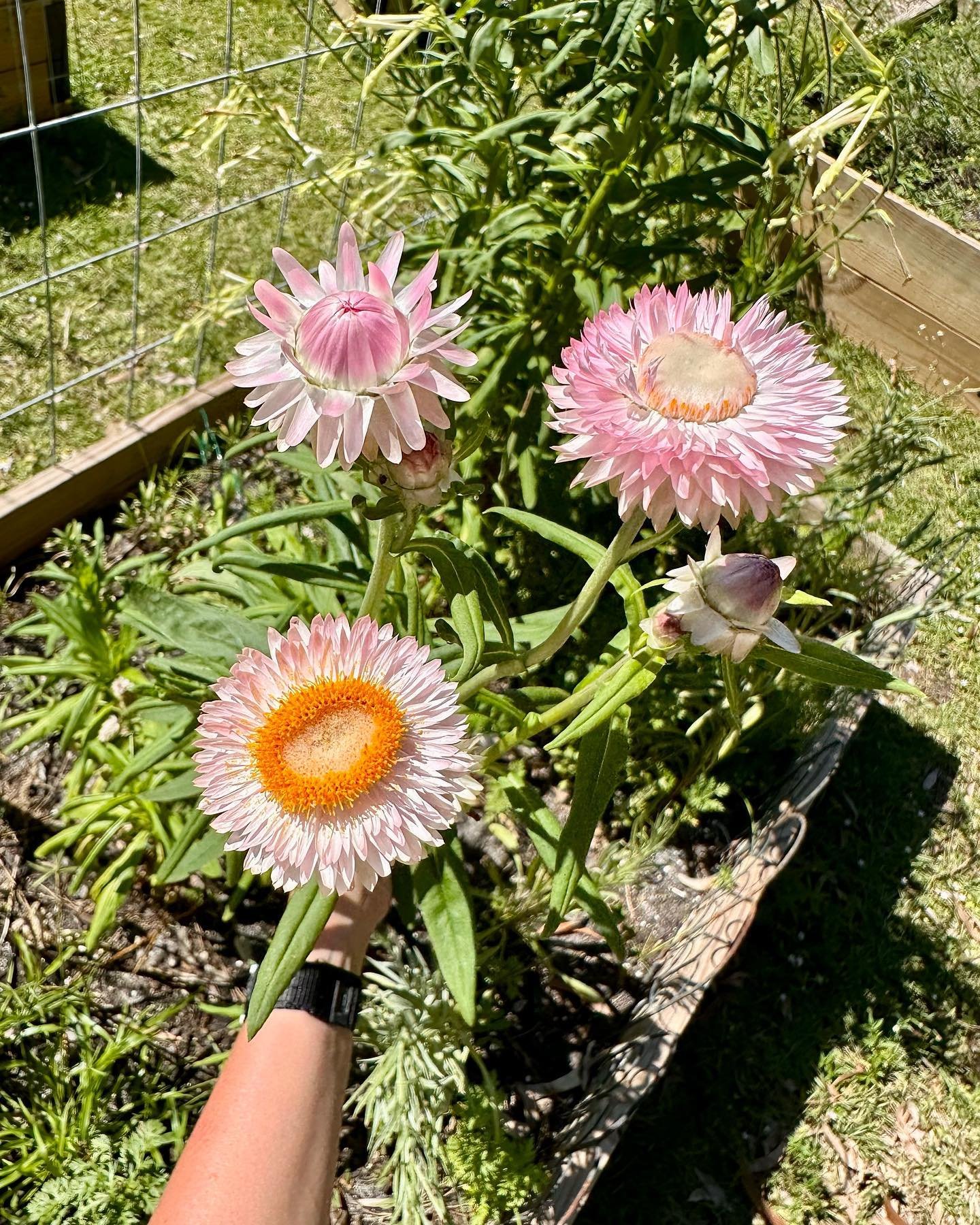 I finally was able to grow these strawflowers and I ❤️ them!! Probably my favorite flower I&rsquo;ve grown so far.