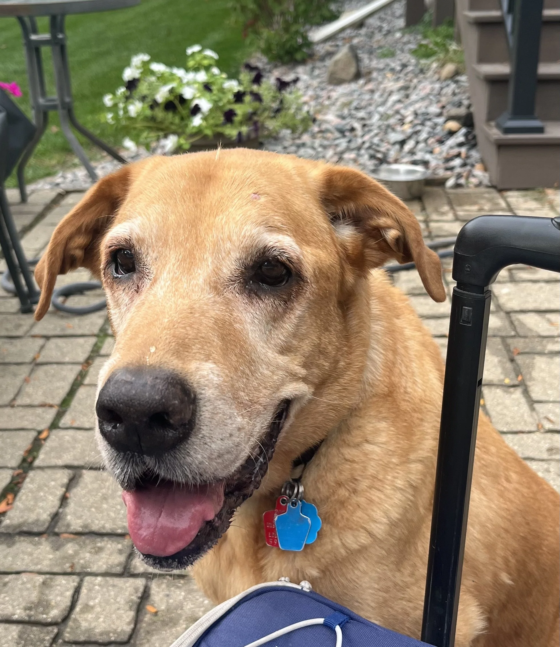 Harley “our Big Boy and Buddy Buddy”