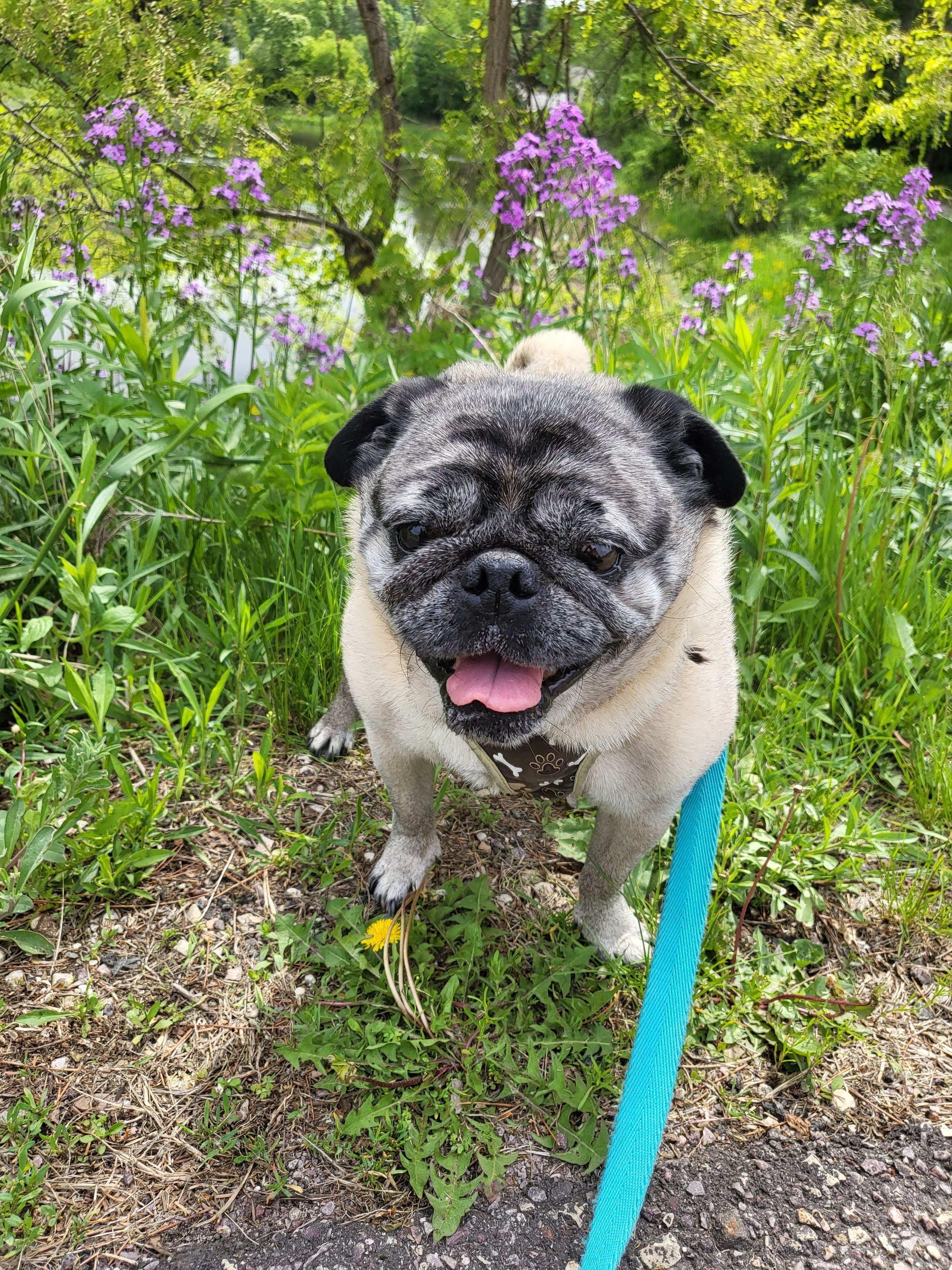 PUGSLEY