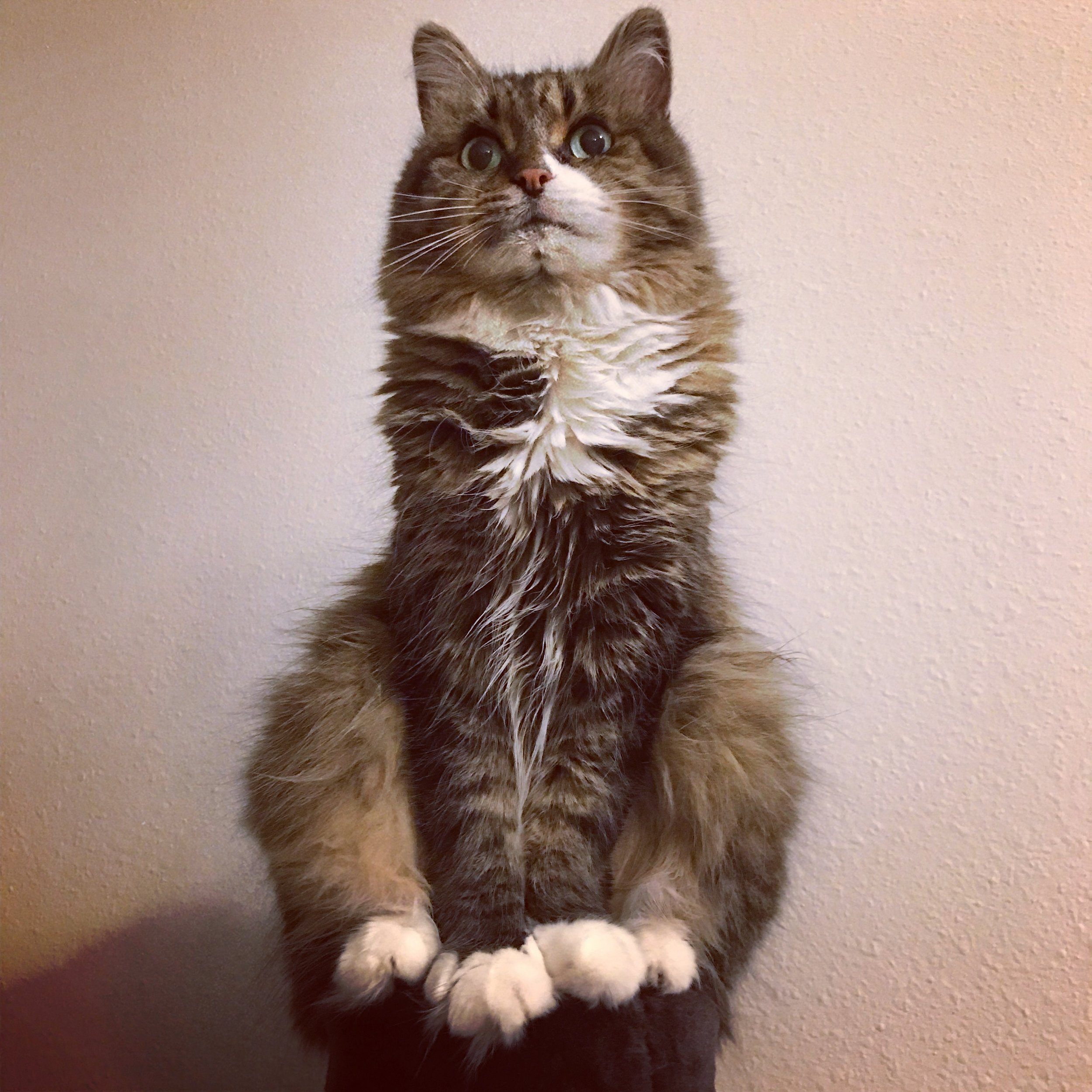ARWEN