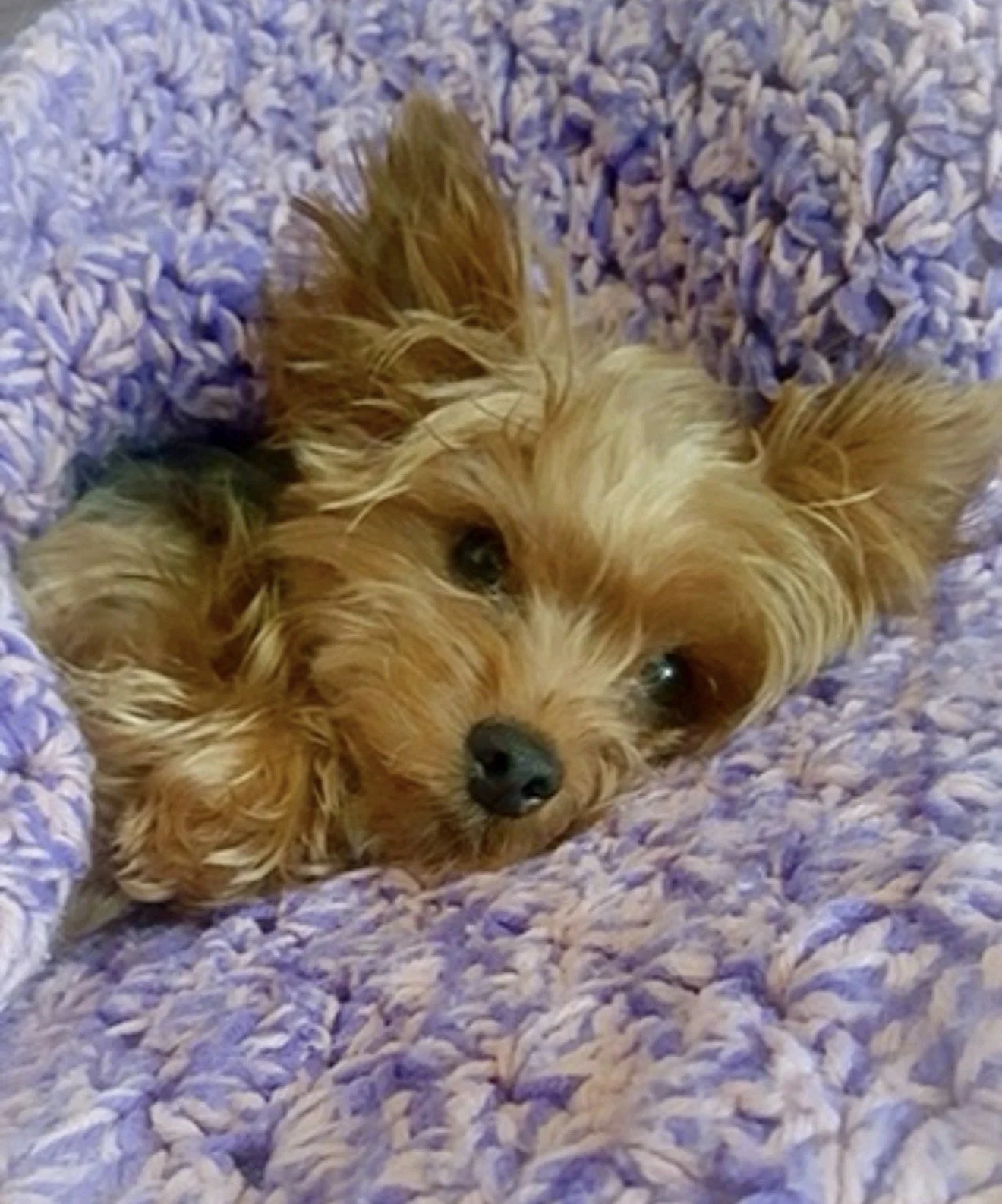 BELLA