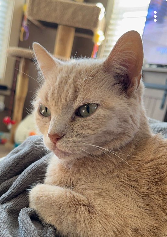 MISS BELLE
