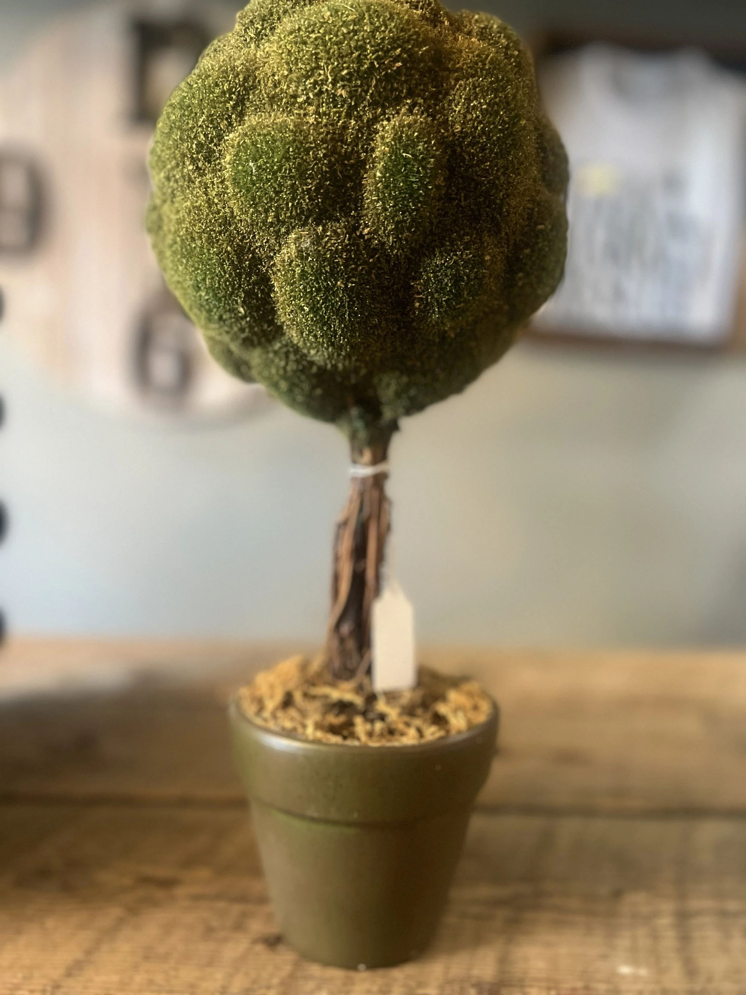8 topiary green pot.jpg