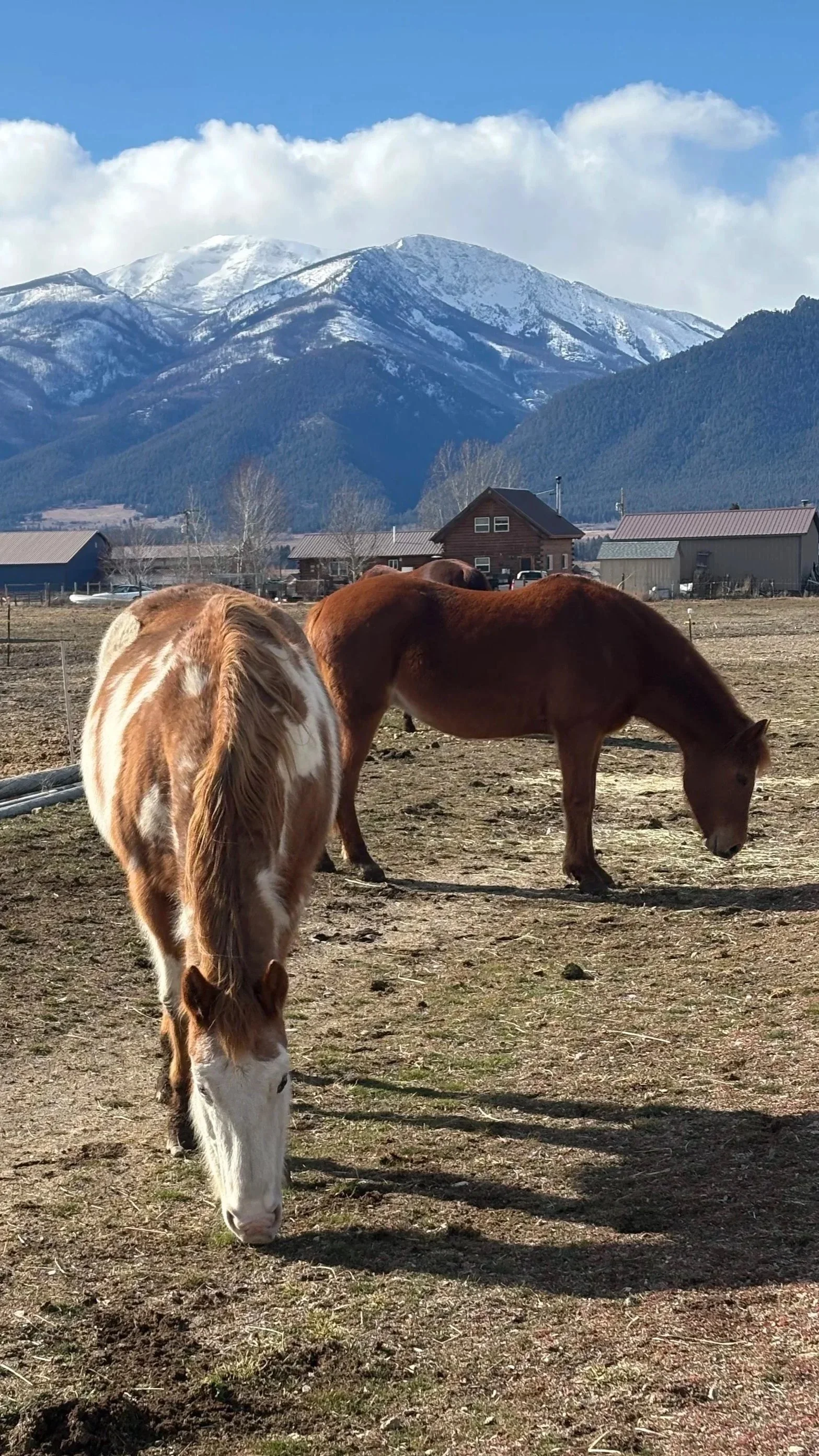 The Complexity of Fire Horse Energy-something for everyone!