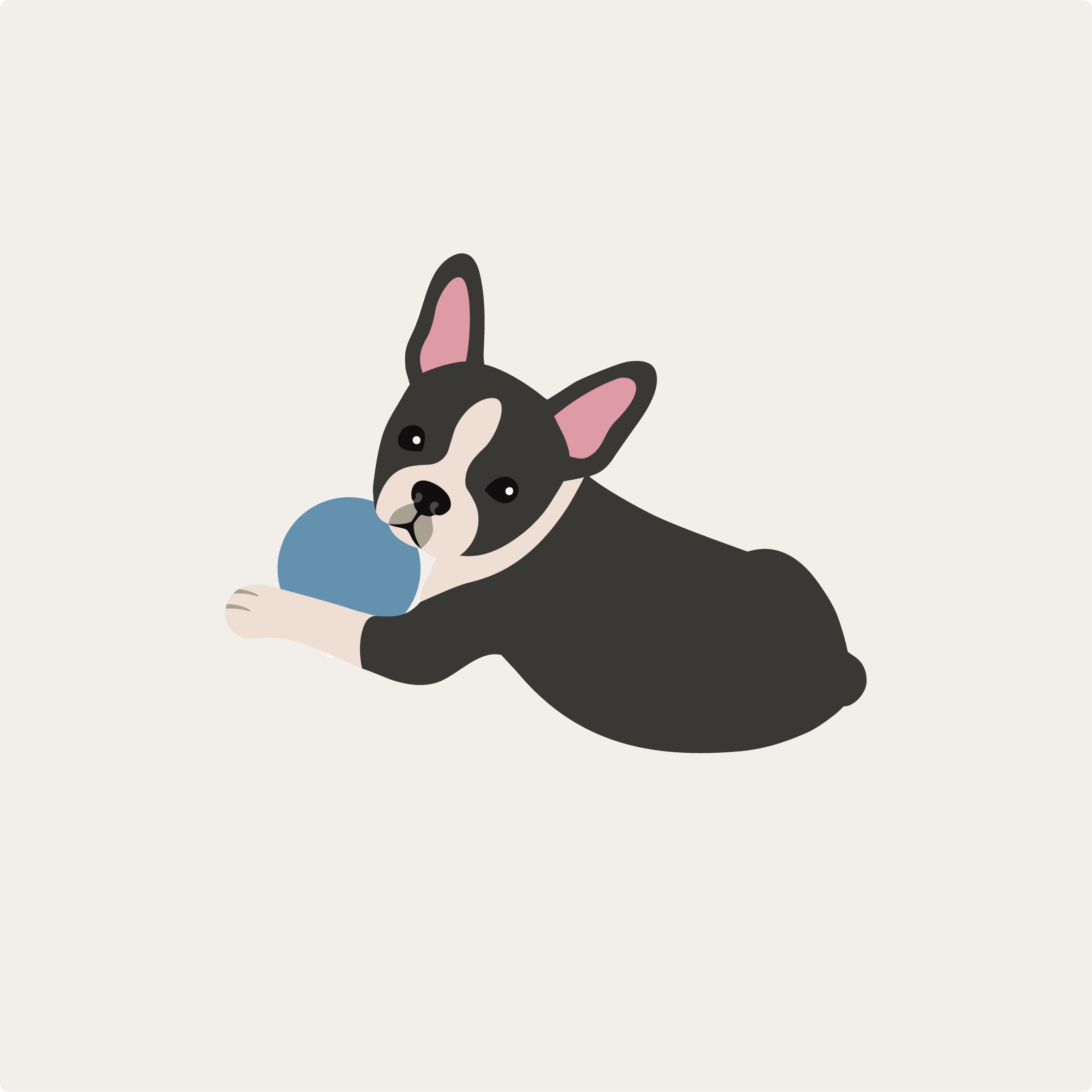Audrey Lane-Wag Society-Boston Terrier (1).png