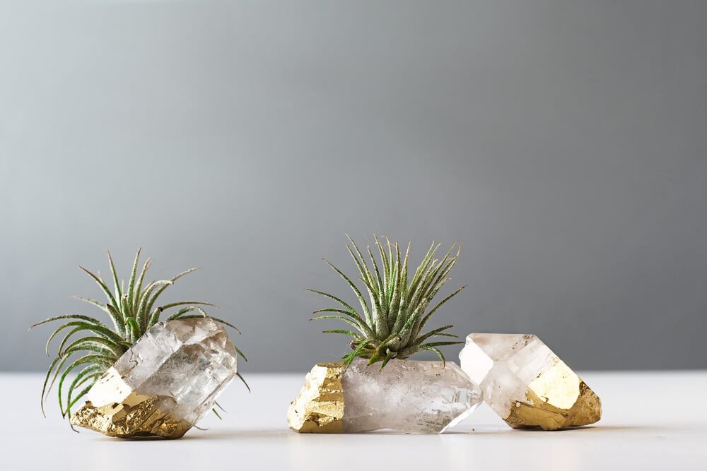 Air Plant Gold Dipped Quartz Crystal by AirFriend - Etsy