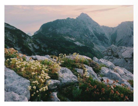 Mountain Flowers at Sunrise by Bor Cvetko