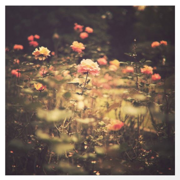 One Rose in a Magic Garden by Caroline Mint