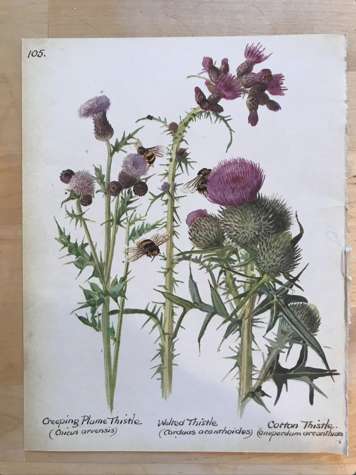 outlander aesthetic - wall decor 3.png