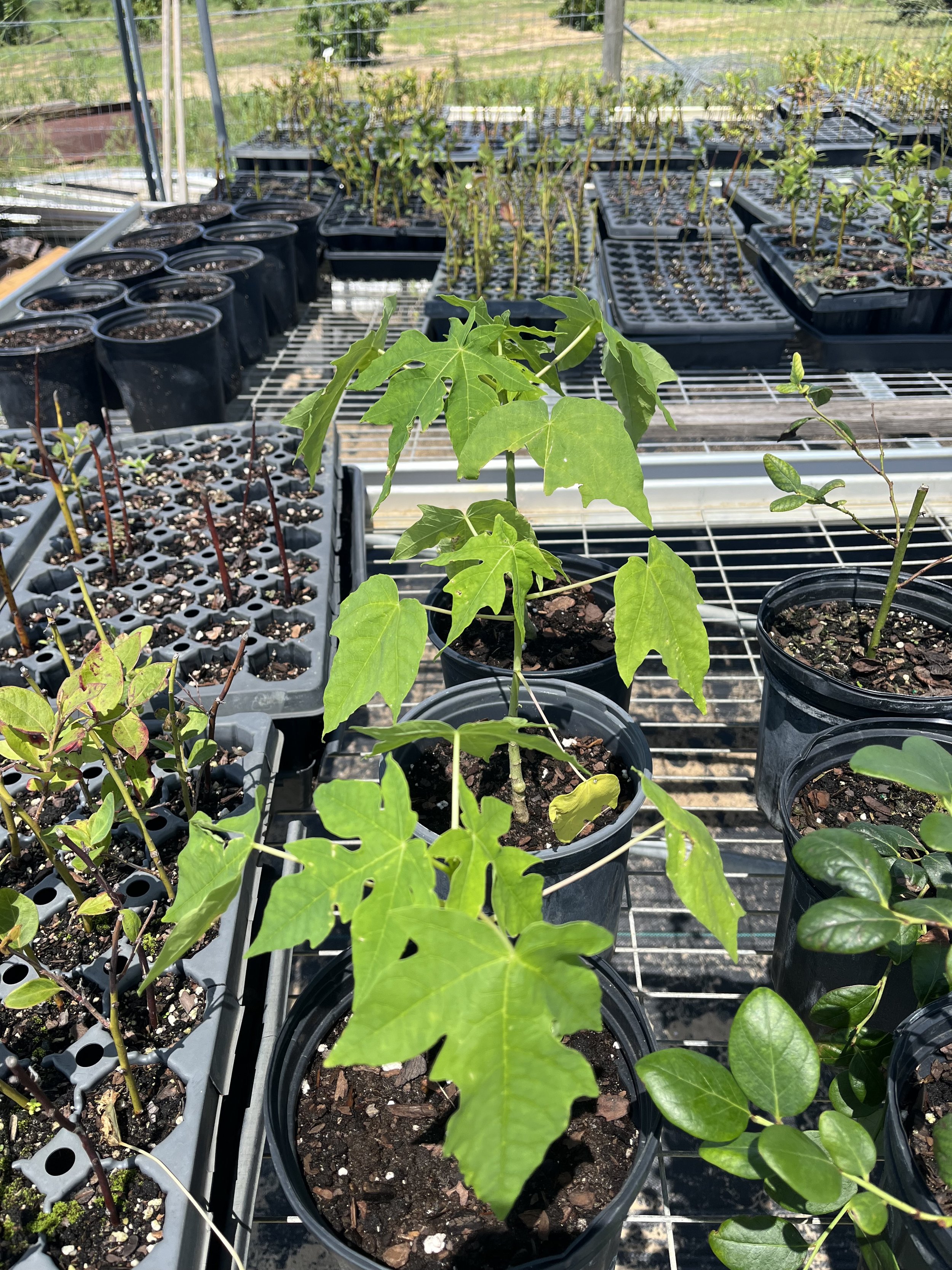 Red Lady Papaya Trees