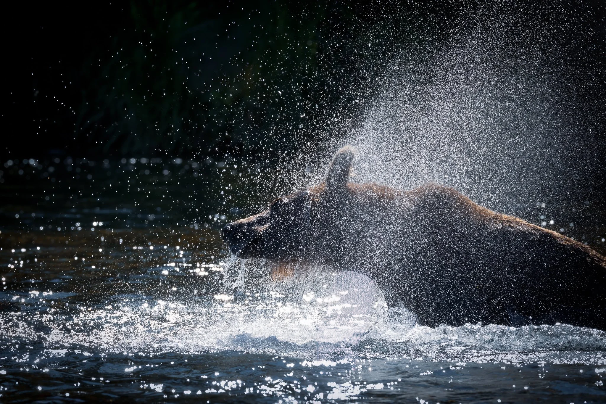 A brown bear shakes water from its fur in a quiet stretch of river, backlit by soft light in the Katmai backcountry.