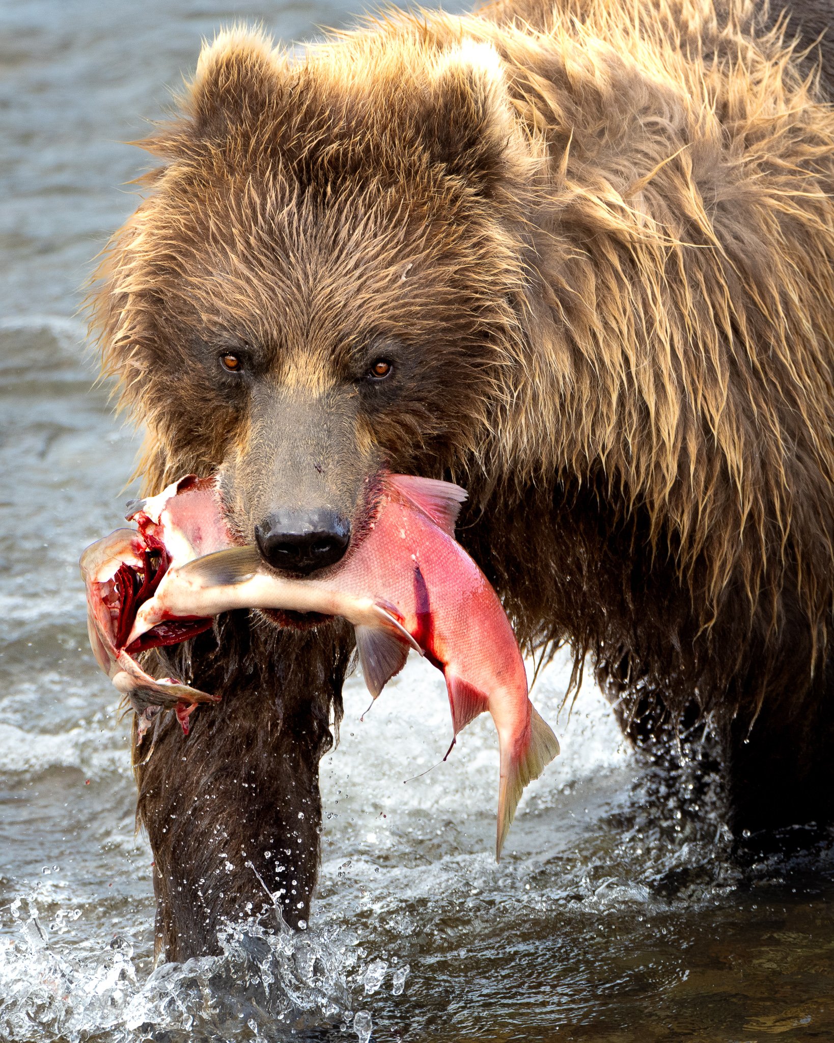 A brown bear walks through shallow water carrying a bright red salmon, droplets falling from its fur.