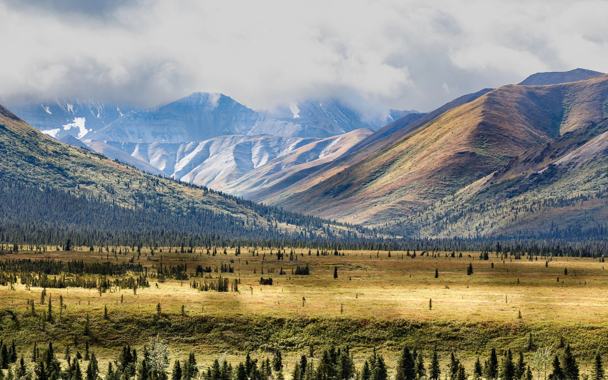 The Tundra of Denali National Park