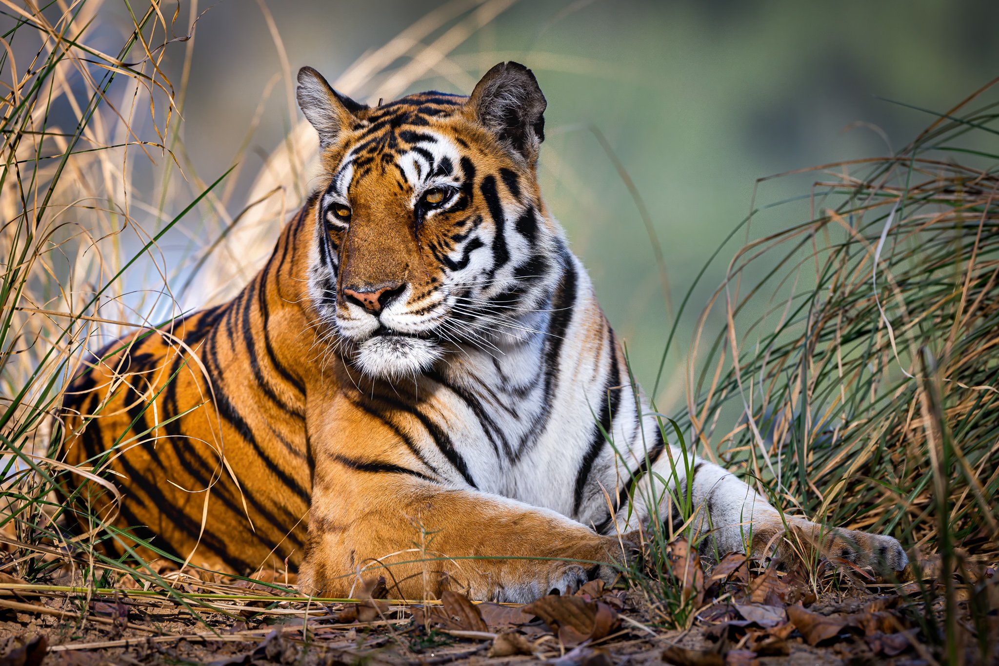 Bengal tiger resting in the grasses of Kanha National Park, India.
