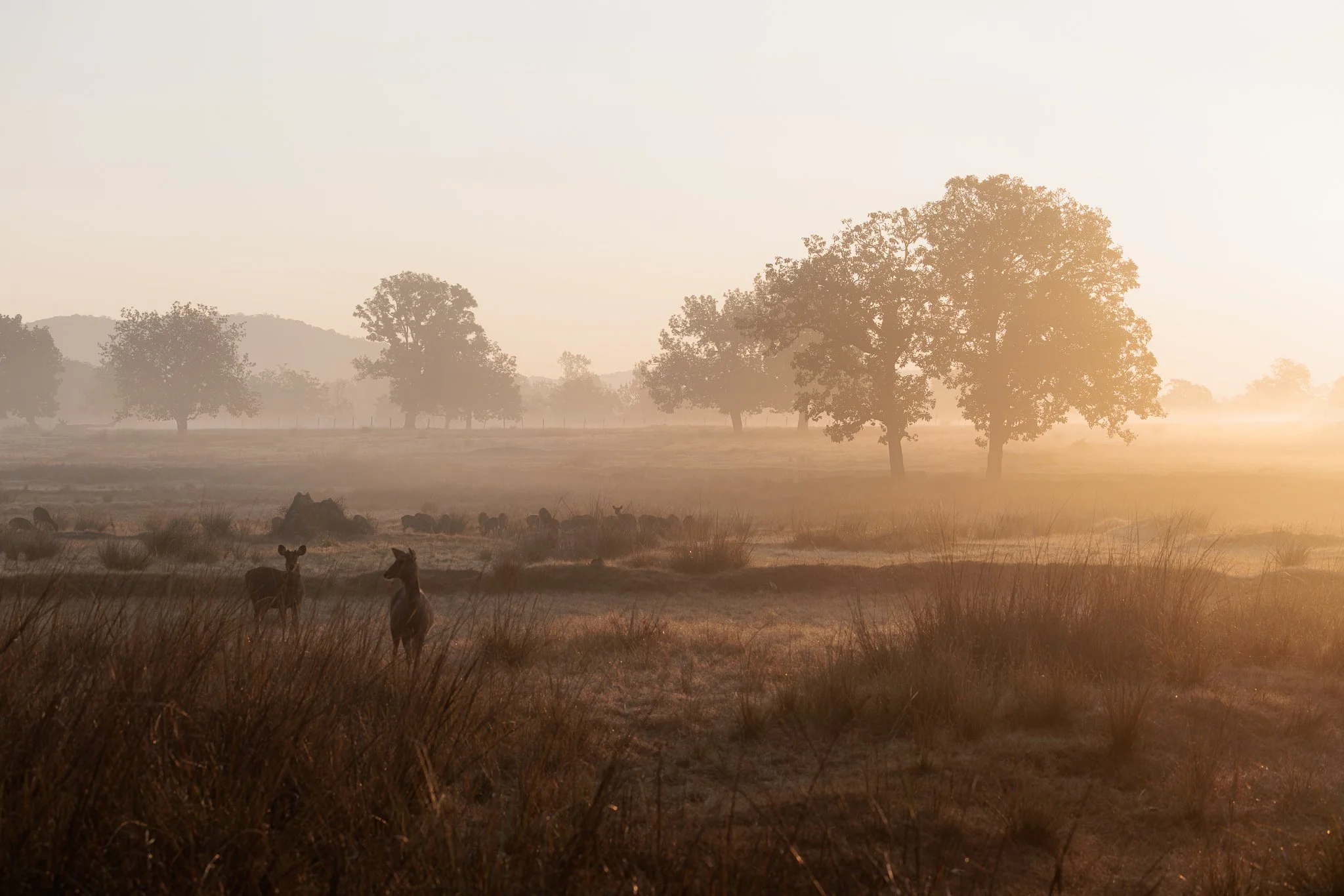Misty grassland at sunrise with deer silhouettes in golden haze in Central India Caption