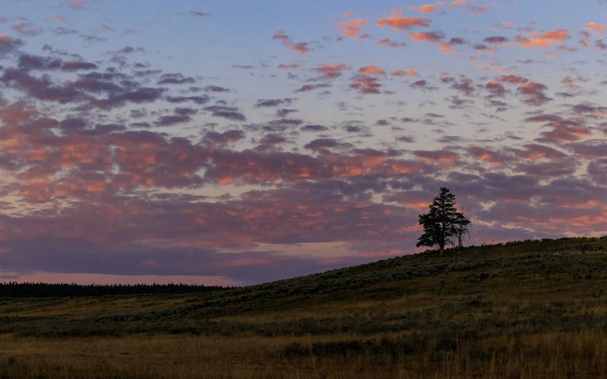 Silhouette of a lone pine tree on a sagebrush hillside under pink and purple dawn clouds in Hayden Valley, Yellowstone National Park.