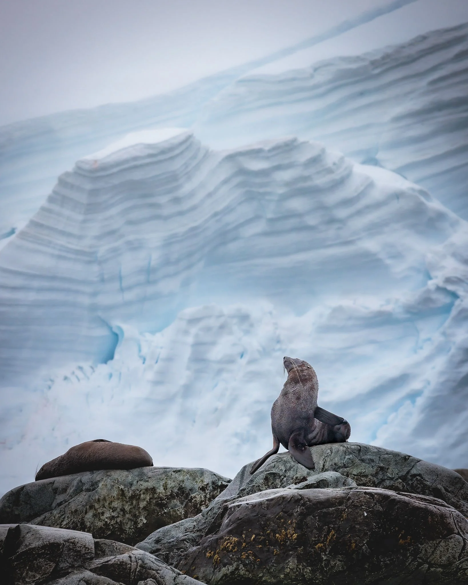 Seals resting on rocks with a backdrop of large ice formations and glaciers.