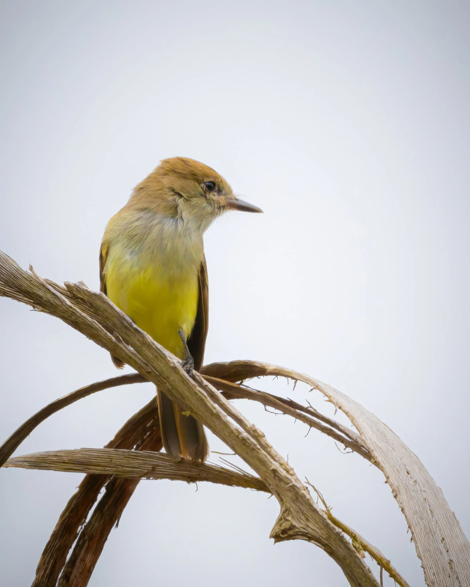 Small yellow and brown bird perched on dry, curved grass stems against a plain white background.