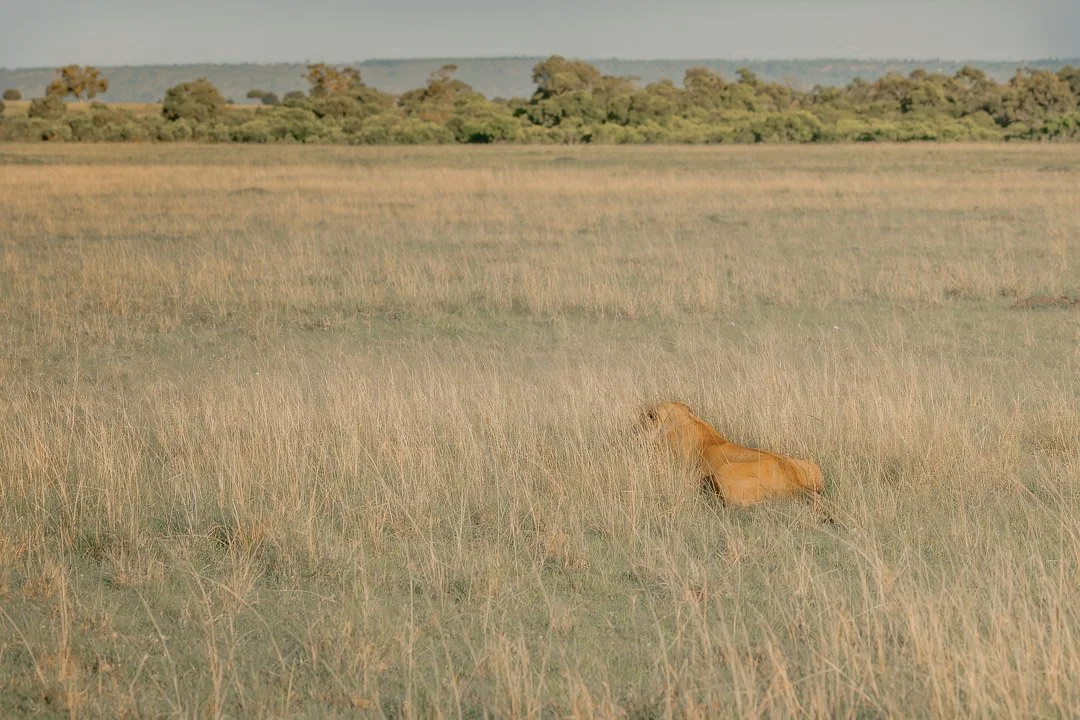   A lioness crouched not far away, her body still—eyes fixed. A presence like that doesn’t need to move to be dangerous.  