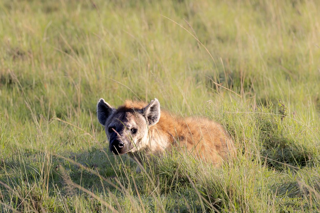   A female hyena pressed low into the grass, watching. A slow threat. Patient. Calculating.  