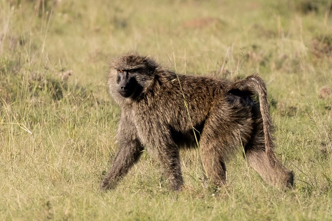   Even one baboon is trouble. A troop is worse. This one hovered nearby.  