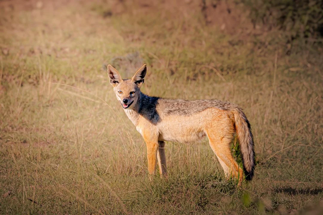   Jackals often hunt in pairs, but even alone, this one watched her every step — silent, calculating, patient.  