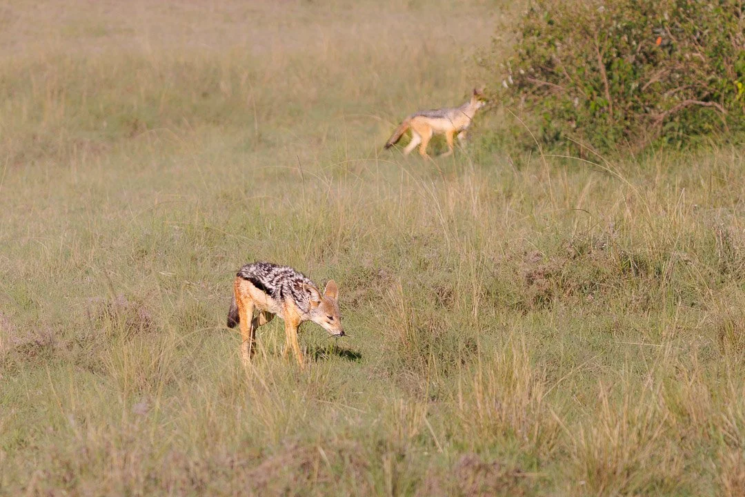   Two black-backed jackals trailed her across the plains, keeping just enough distance to avoid a chase — but never truly leaving.  