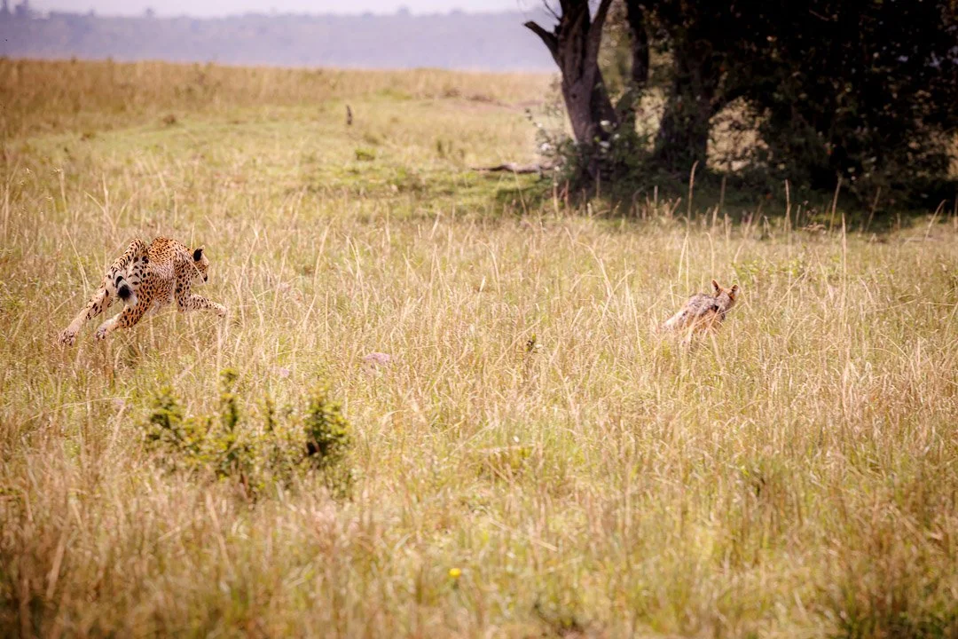   Without warning, she launched — fast and fierce. No hesitation. No second chance. No one bothered her cubs that day. She made sure of it.  