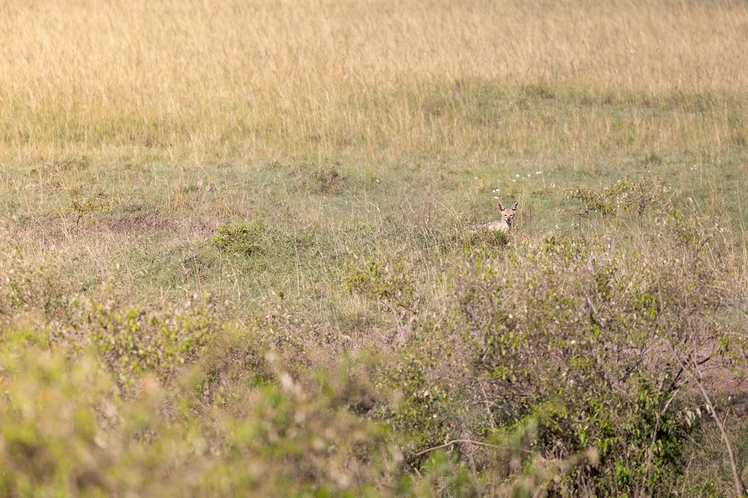  The jackal pair trailed her from dawn to dusk, always just beyond the line of safety. Watching. Waiting. Never far. 