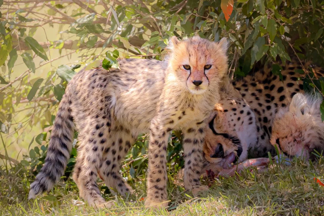   Still wild, still small—and already marked by survival.    