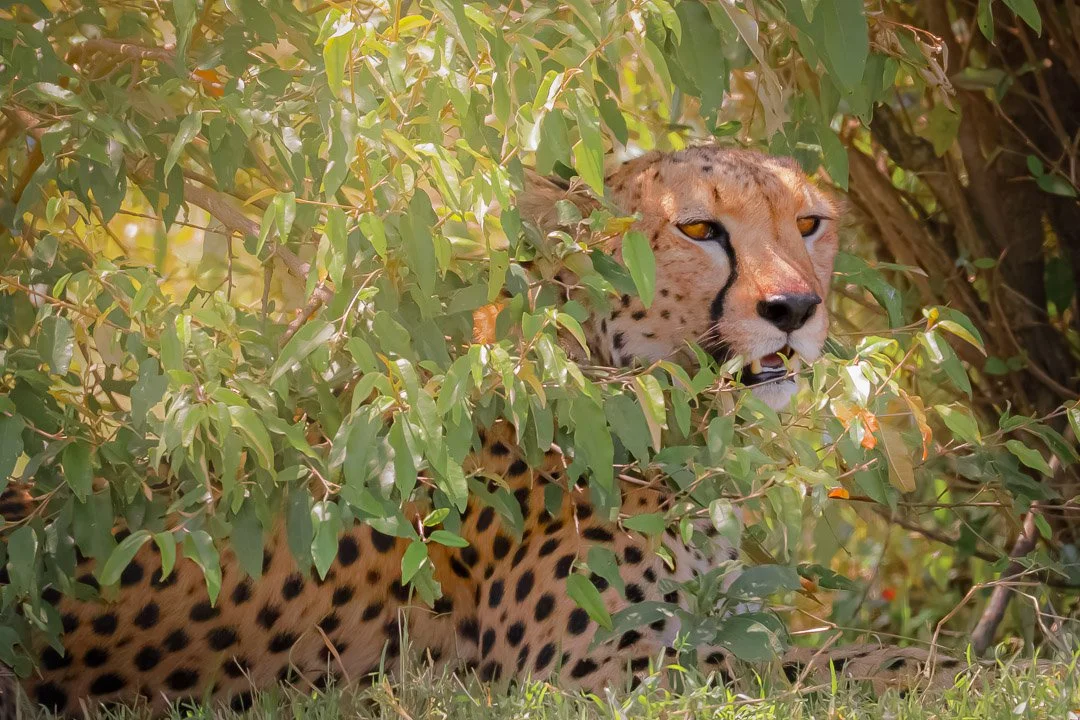   Even here, she stayed alert. No meal was ever guaranteed.    