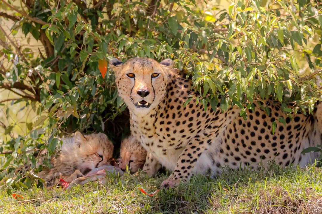   Under the brush, the cubs fed while she kept watch. There was no feast — only enough. Caution lingered, even in the quiet.  