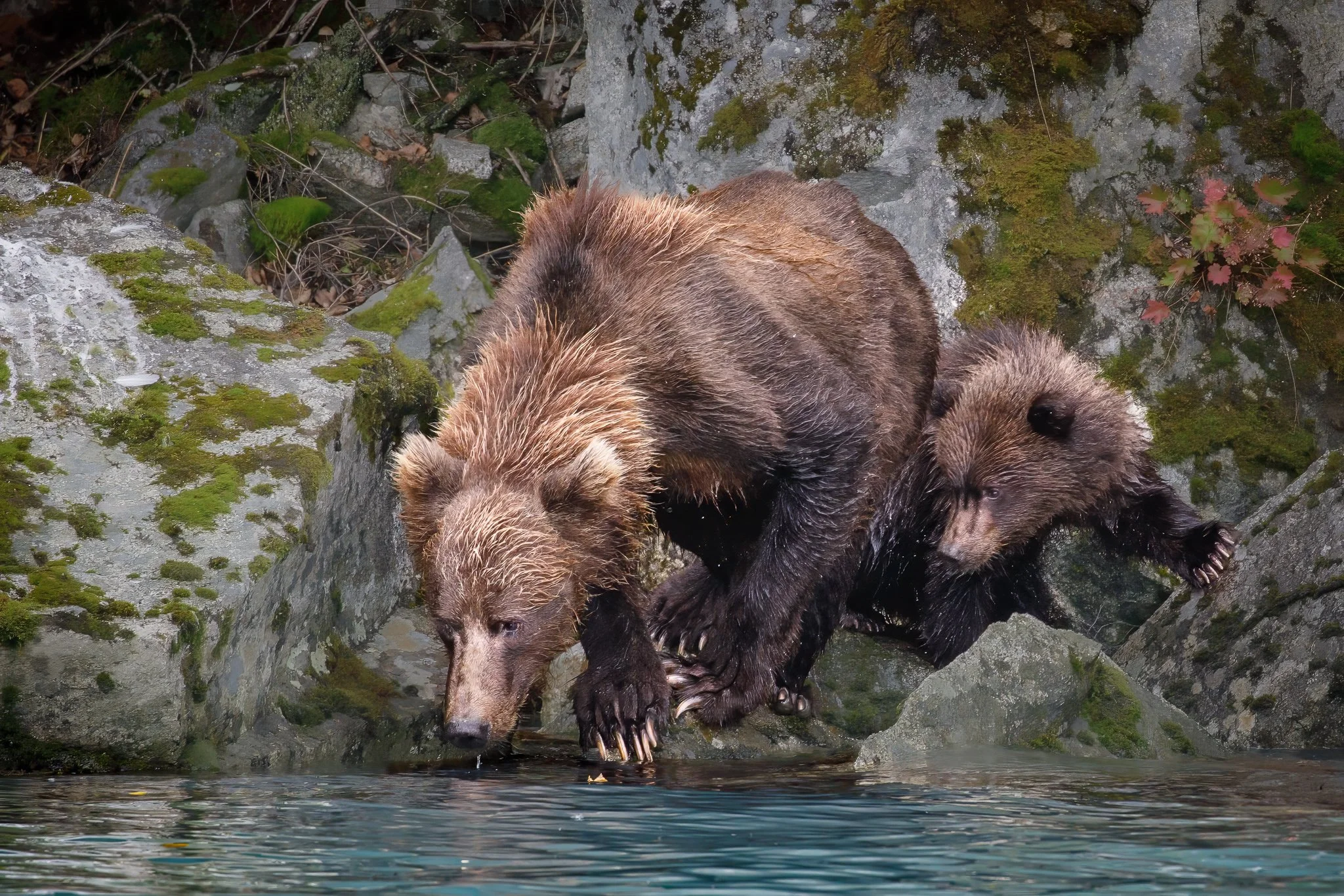 Brown Bear and Cub, Alaska