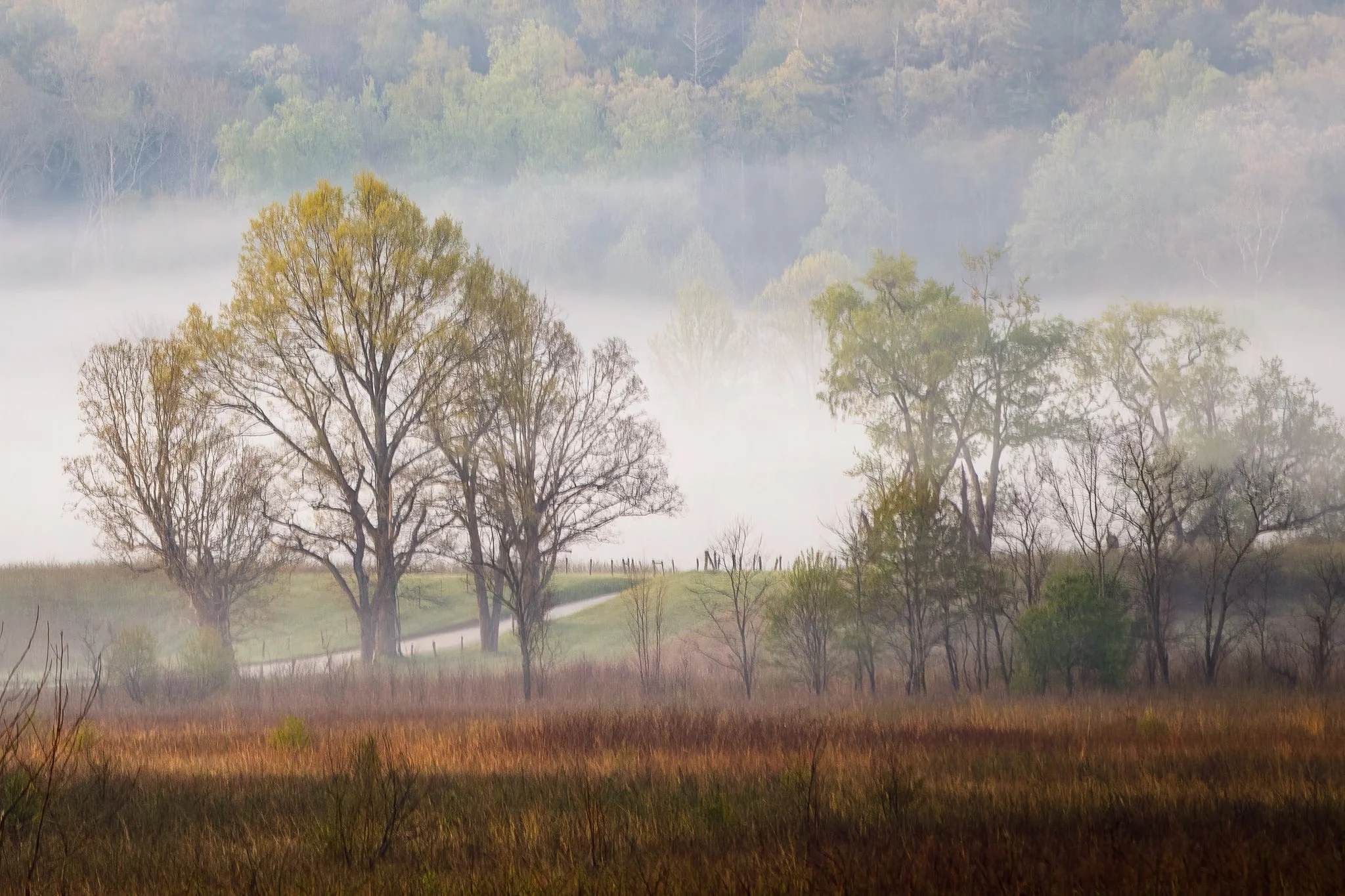 "Morning Veil"