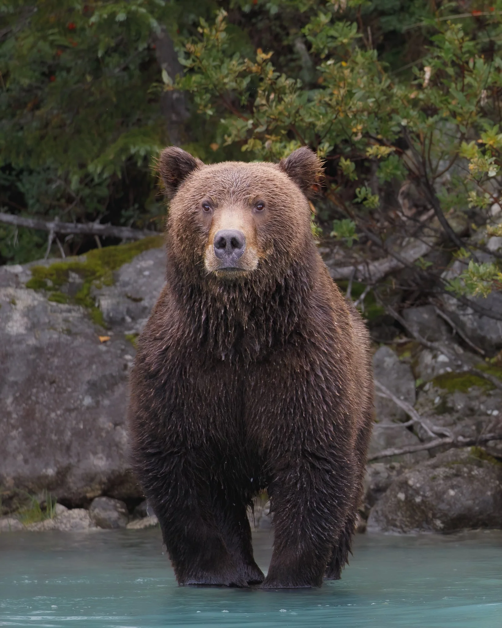 "Brown Bear of Crescent Lake"