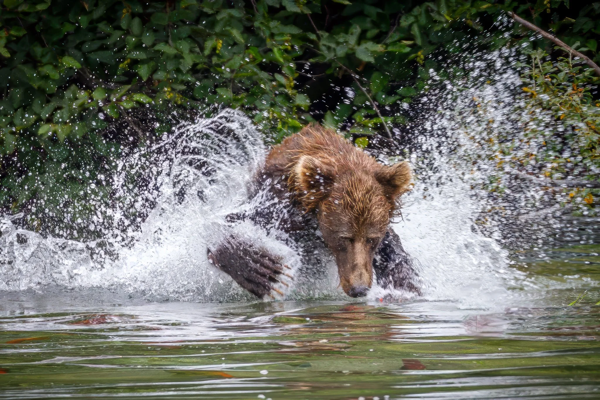 "Bear In Action"