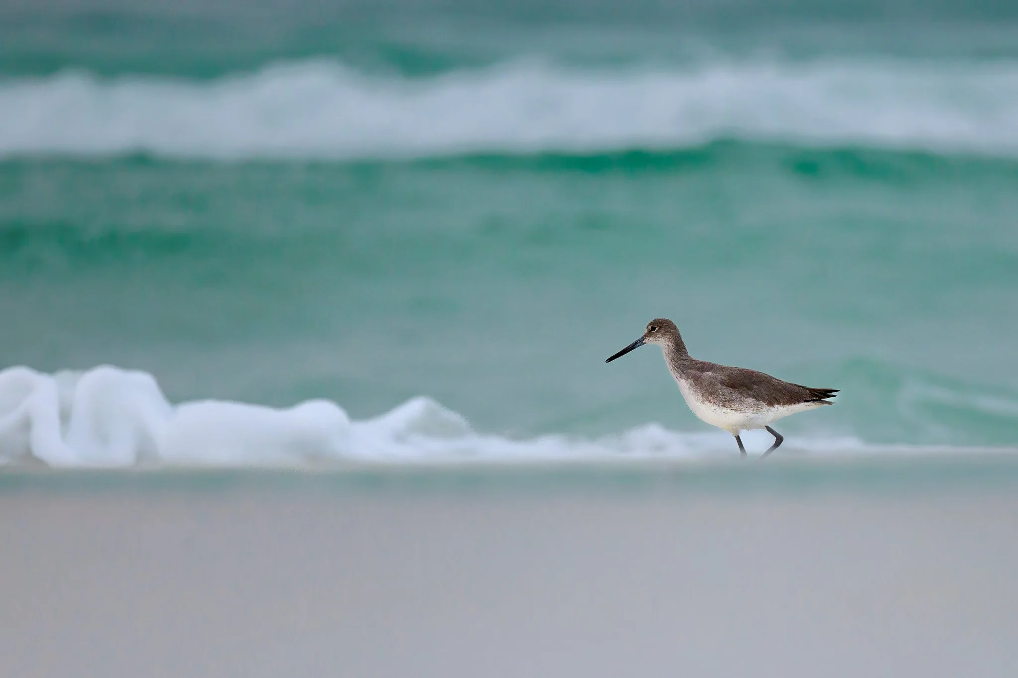 "Willet Walk"