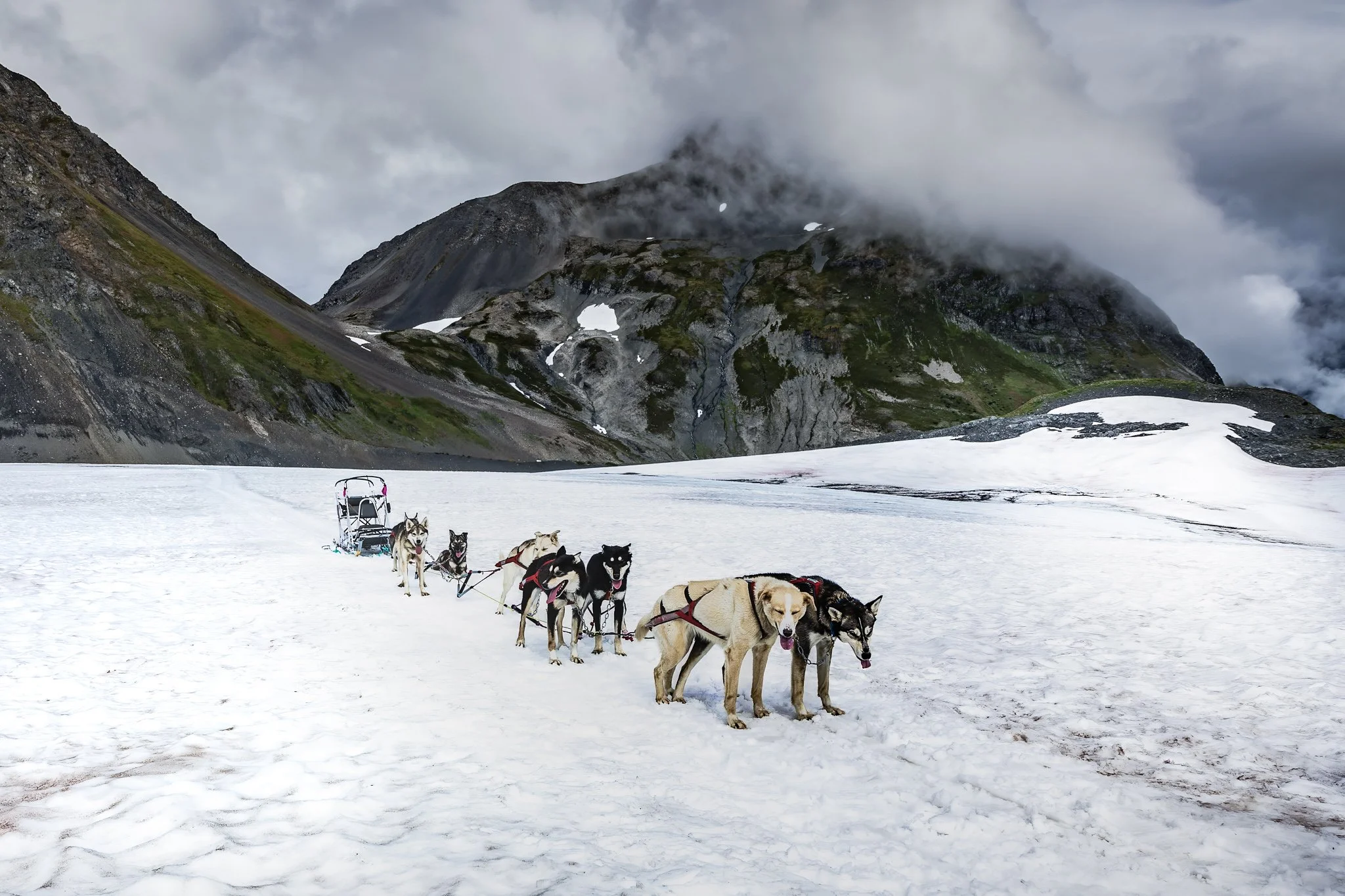 "Alaska Glacier Sled Dogs"