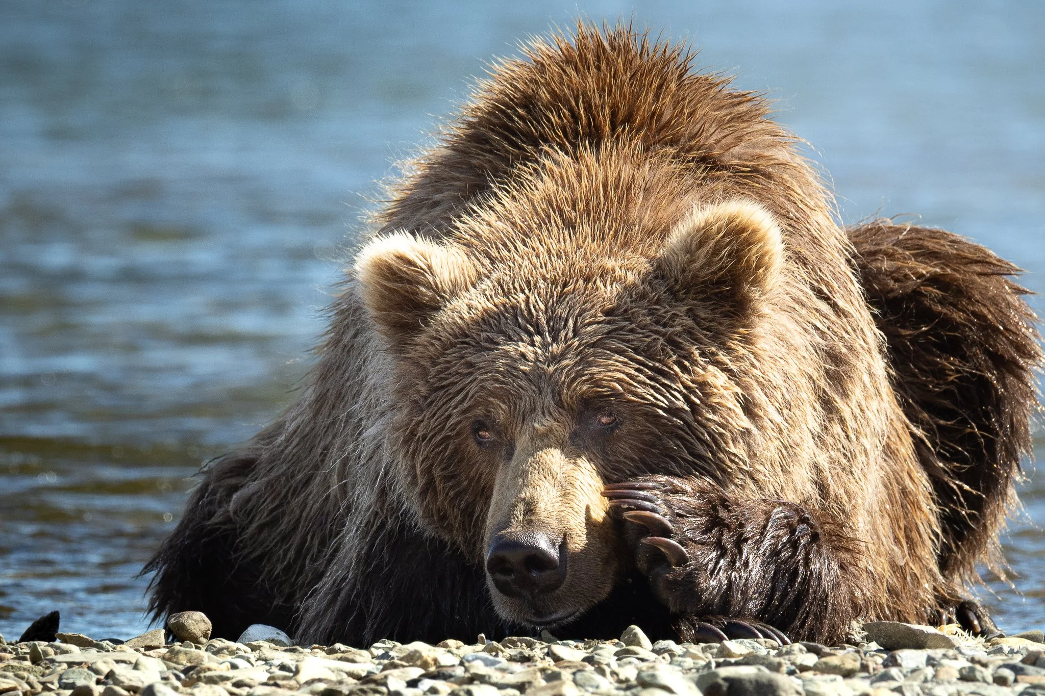 "Riverbed Rest — Katmai NP"