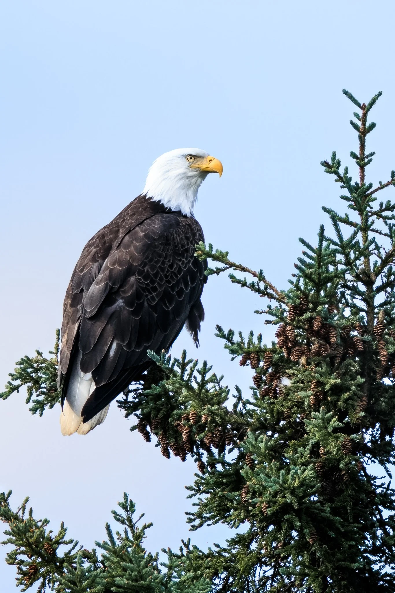 “The Eagle”