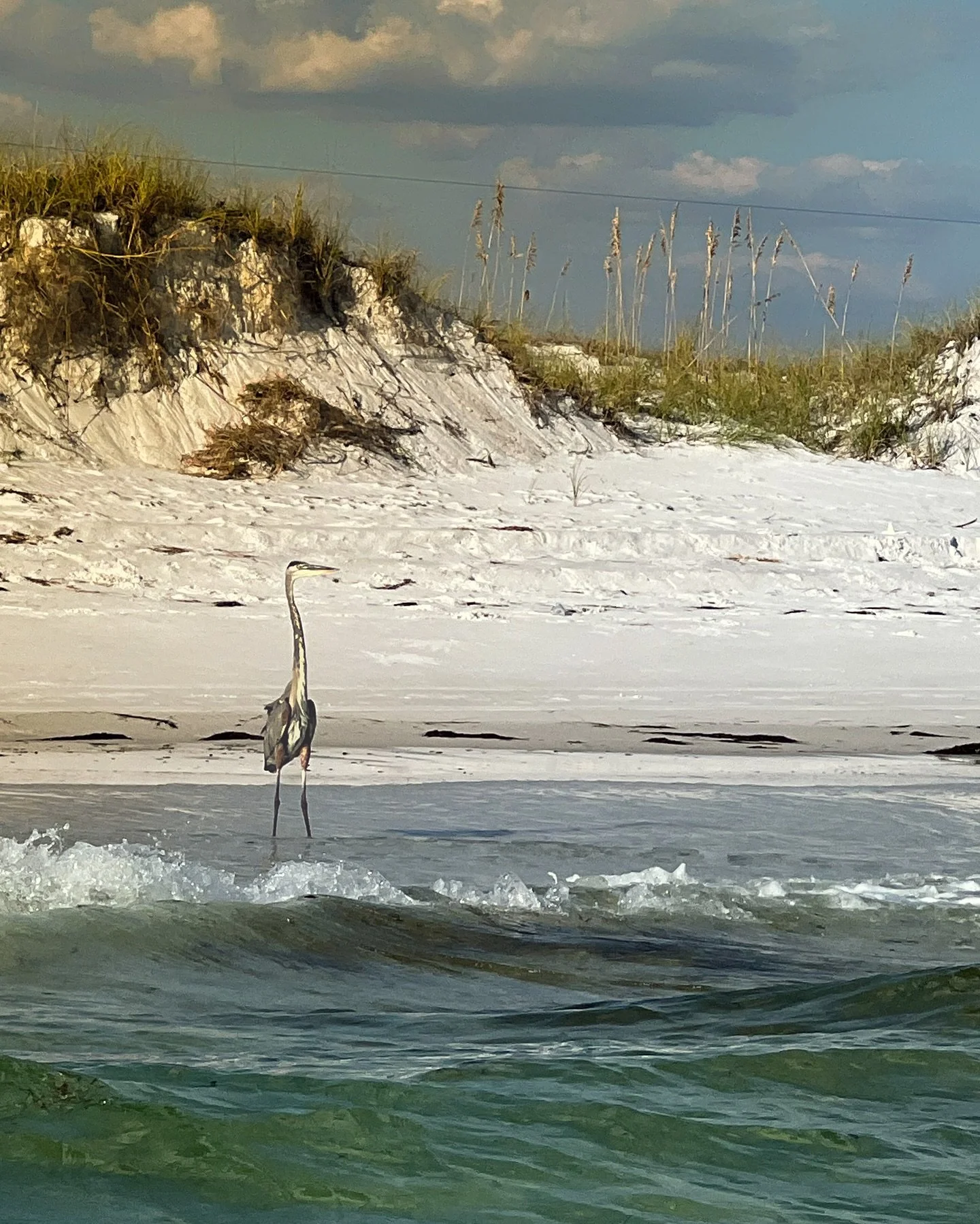 Soft light over white sand and golden grass &mdash; a quiet reminder of the Emerald Coast&rsquo;s pristine beauty.

#EmeraldCoast #WhiteSandDunes #shotoniphone #FloridaBeaches #CoastalBeauty #GoldenLight #NaturePhotography #LandscapePhotography #Peac