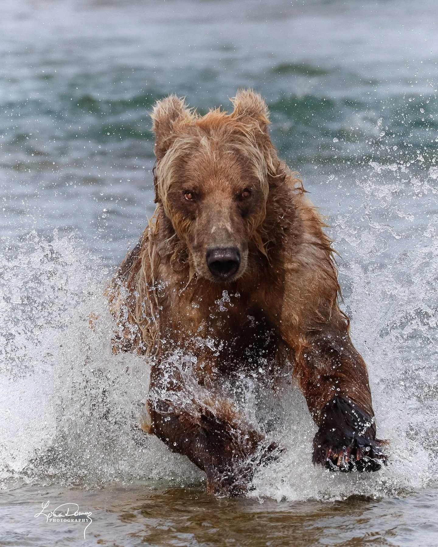 Strength. Focus. Wild energy.

#BrownBear
#AlaskaWildlife
#WildAndFree
#NatureThroughTheLens
#WildlifePhotography
#NaturePhotography
#AlaskanWilderness
#BearWatching
#WildlifePerfection
#OutdoorPhotography
#alaskabears 
#PhotographyInNature
#WildCrea