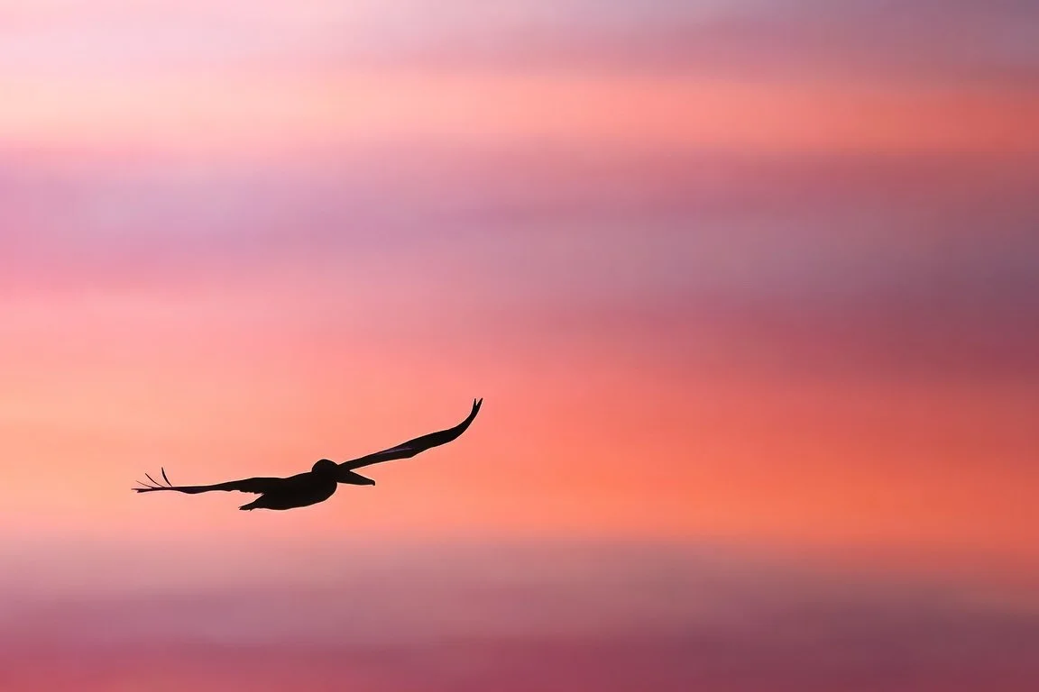 At sunrise, pink light and wings in motion &mdash; the morning settles into a quiet glow.  Fall at the beach never disappoints. 

#fallmorning #beachsunrise #sunrisephotography #naturephotography #birdphotography #coastalvibes #morninglight #lonadown