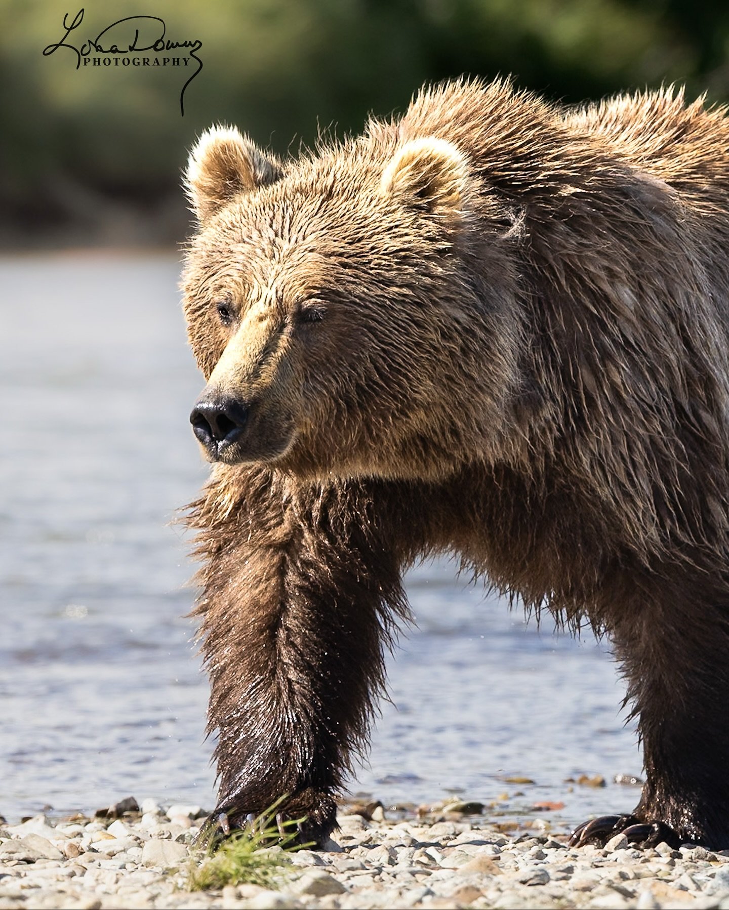 Standing in a remote riverbed, watching his world unfold &mdash; it&rsquo;s the kind of wild Alaska moment that keeps calling me back. 

#Katmai #alaskaphotography #BrownBear #AlaskaWildlife #AlaskaAdventure #WildAlaska #WildlifePhotography #Wildlife